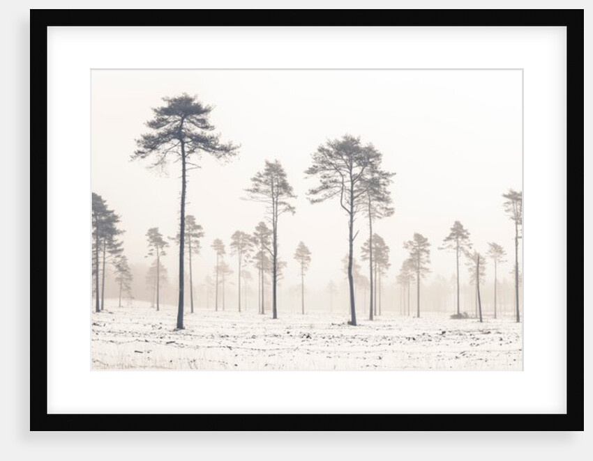 Snowy forest in winter by Assaf Frank